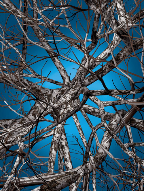Liquid Birch