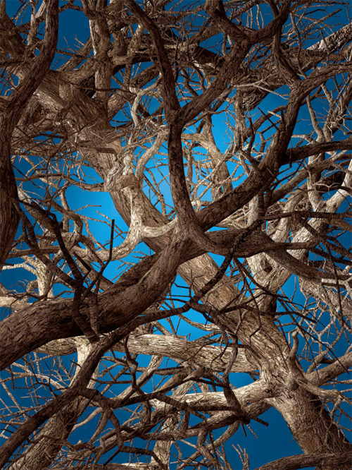 Liquid Maple